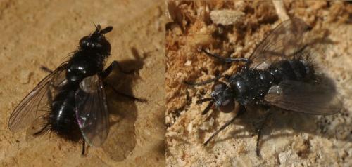 Réf. 279 848 : Wagneria sp.